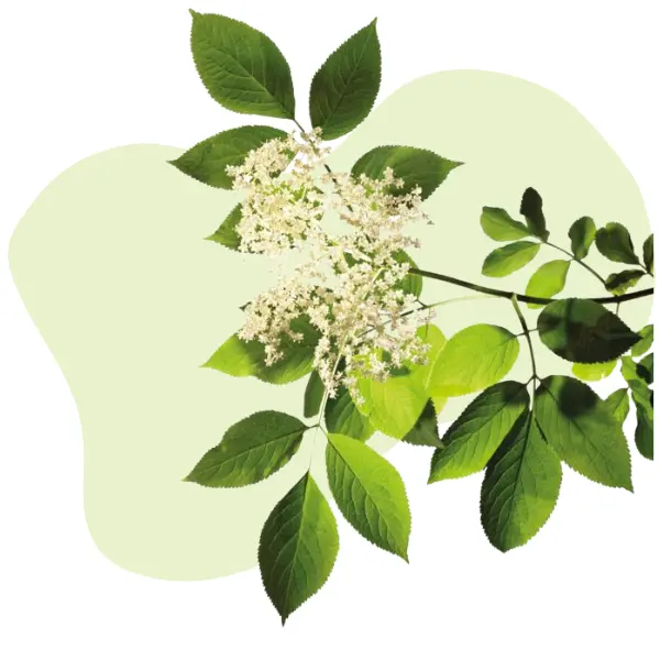 Holunderblüte auf hellgrünem Hintergrund