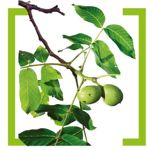 Грецкий орех (Juglans regia)