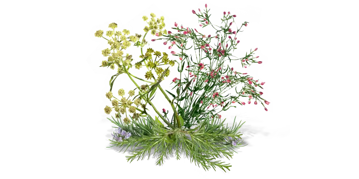 Состав - все травы Канефрона