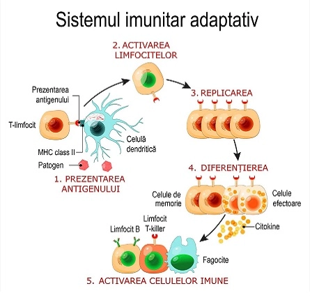 IMU MD: Dacă agentul patogen depășește răspunsul...