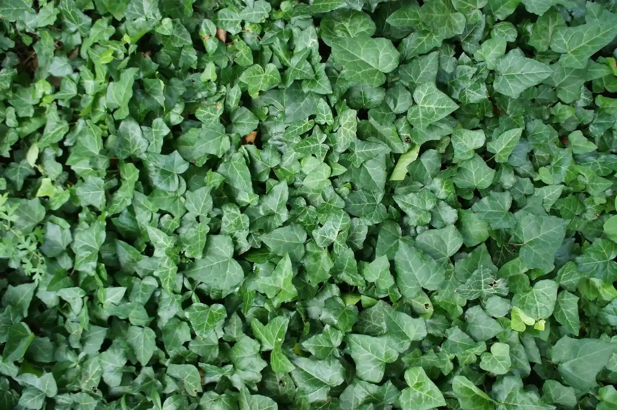 Экстракты тимьяна и плюща