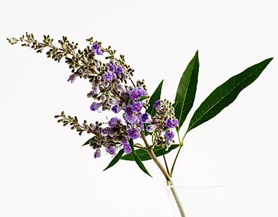 Wirkprinzip Moenchspfeffer