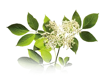 sambucus-nigra