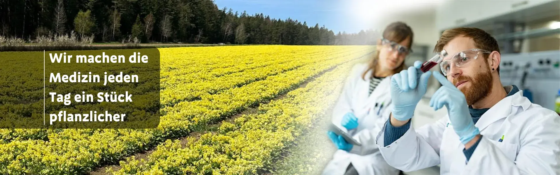 Bild eines Primelfeldes und zwei Forschern in weißem Kittel 