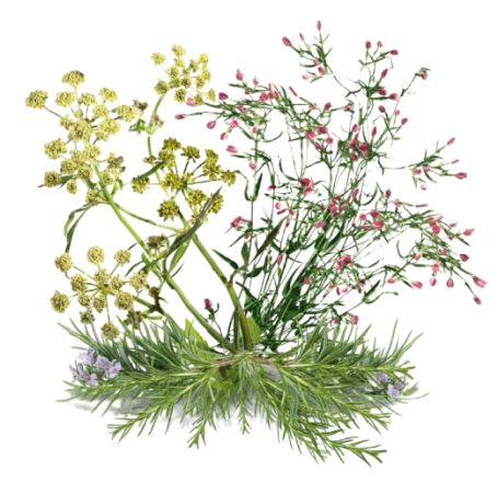 Канефрон® Н производится с применением концепции Фитониринг