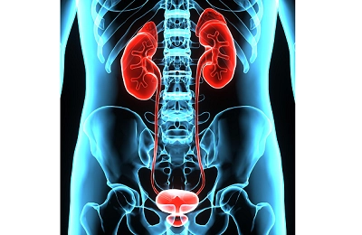 Anatomia şi fiziologia  