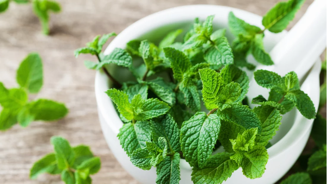 Pfefferminze bei Verdauungsbeschwerden und Reizdarm: Wirkung und Anwendung