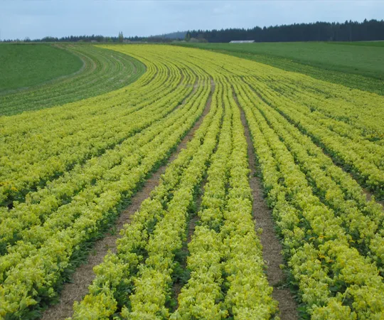 Hogsta-vaxtkvalitet-genom-standardiserad-odling