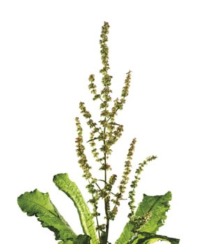 Părțile aeriene de Măcriș