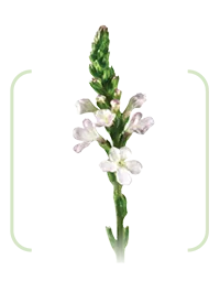 Iarbă de verbină (Verbena officinalis L.)