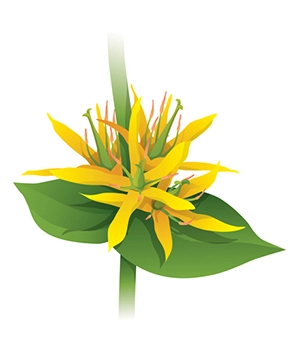 Горечавка желтая