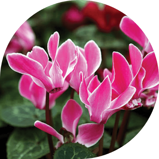 Фиалка альпийская