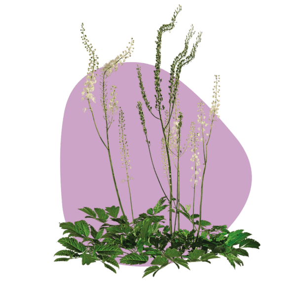 Cimicifuga racemosa