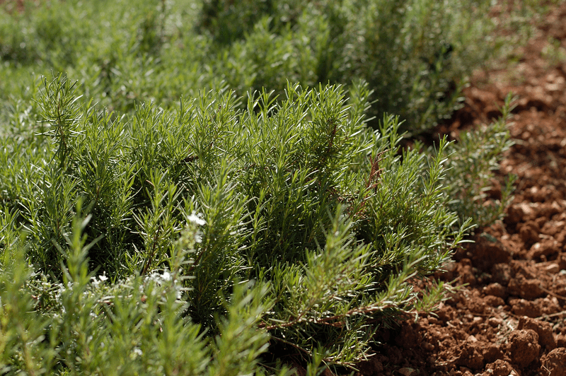 Anbau von Rosmarin
