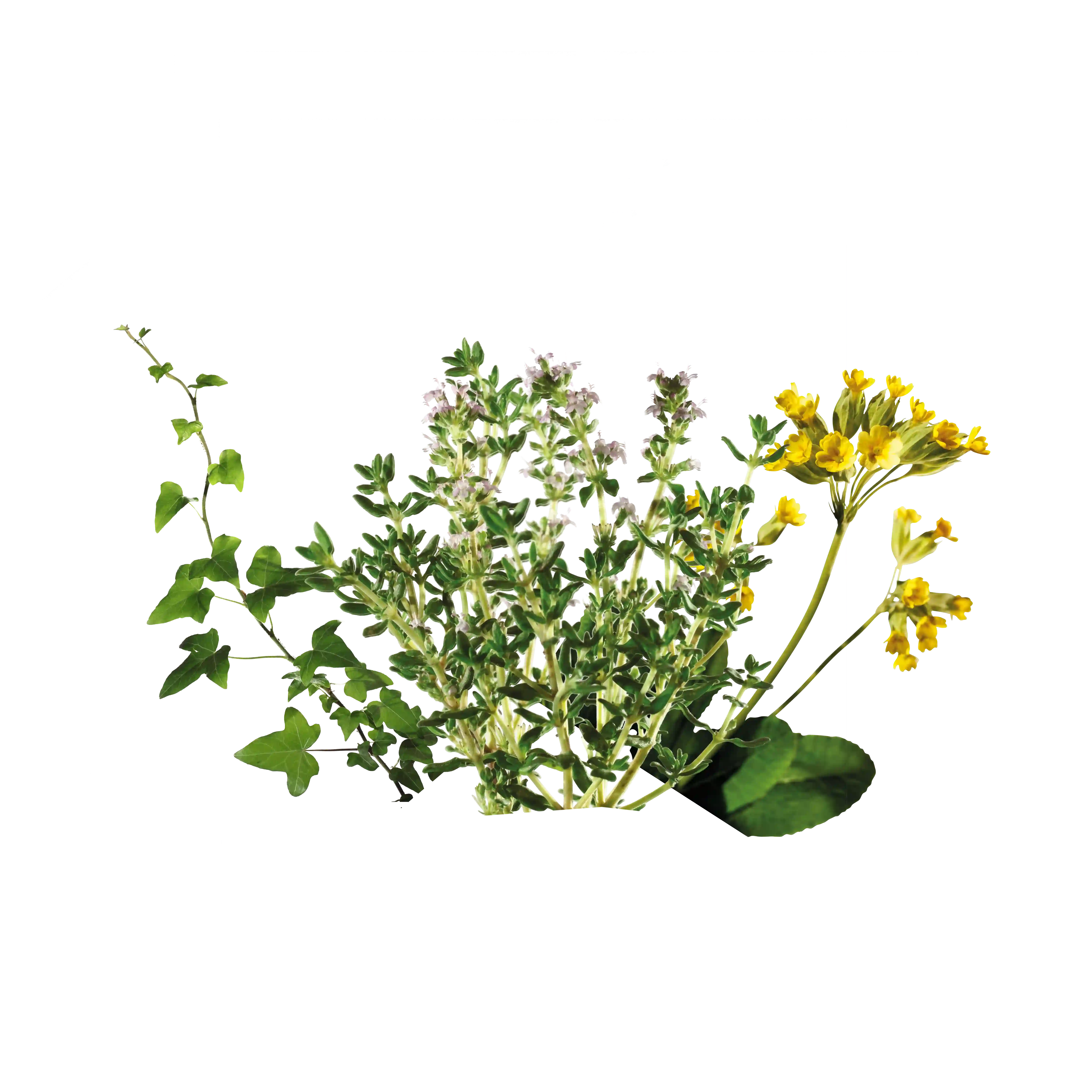 Состав - все травы Бронхипрет