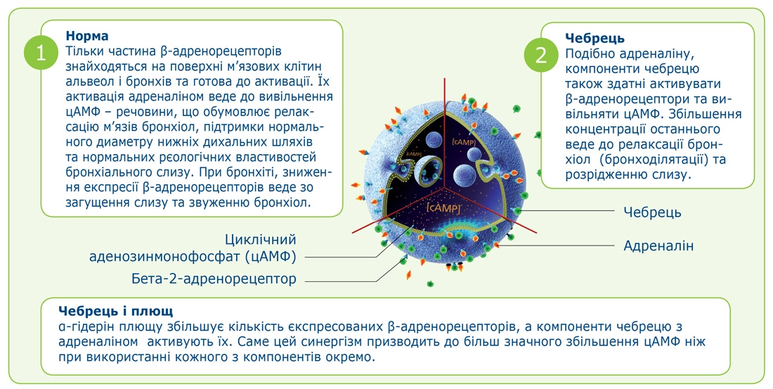 Спазмолітична властивість