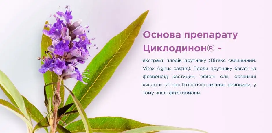 cyclodynon-sostav