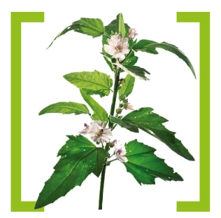 TON RU: Алтей лекарственный (Althaea officinalis)