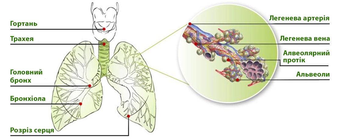 бронхіальне дерево