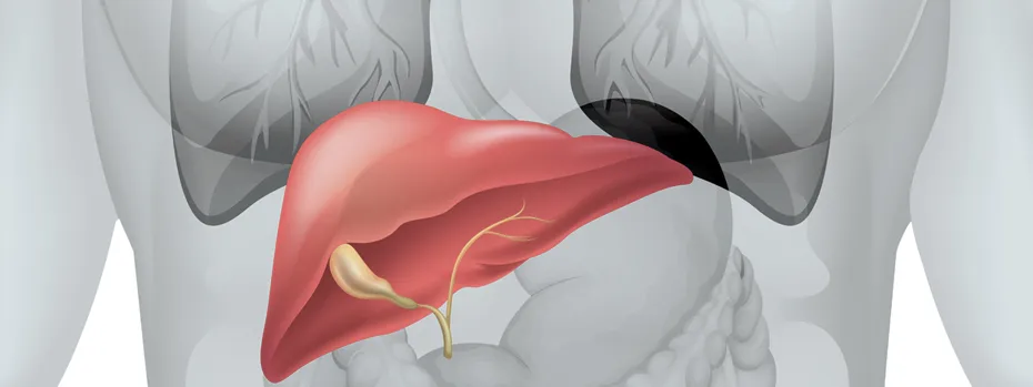 Die Anatomie der Leber