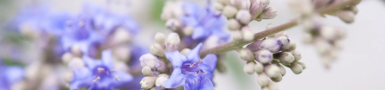 Nahaufnahme von Mönchspfeffer-Blüten – Symbolbild für pflanzliche Unterstützung bei PMS mit Mönchspfeffer.
