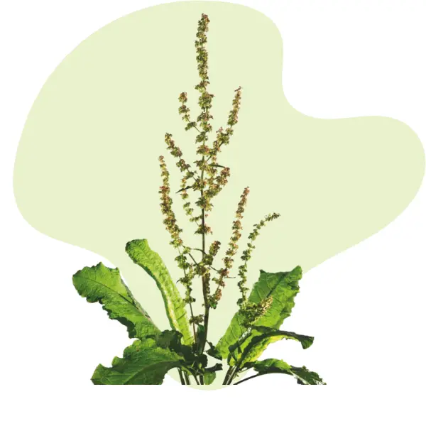 Ampferkraut vor hellgrünem Hintergrund