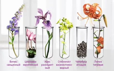 Мастодинон® - тщательно подобранная комбинация из 6 лекарственных растений