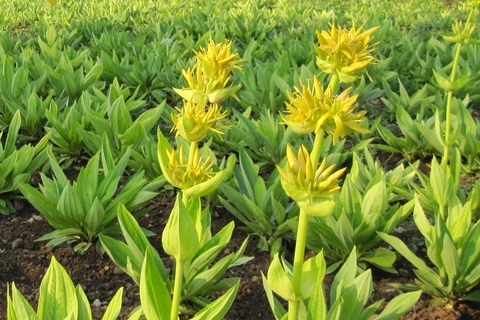  Якість сировини