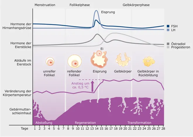Follikelphase – die Aufbauphase
