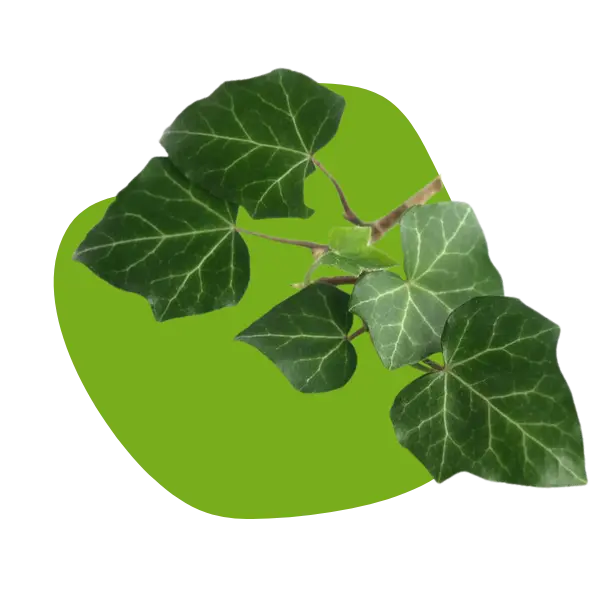 Bild von Efeu auf grünem Hintergrund