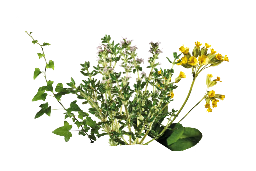 Препараты на растительной основе