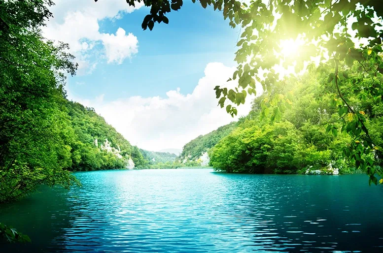 Тон отпуск леса