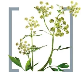 Dorivor lyubistok (Levisticum officinale)