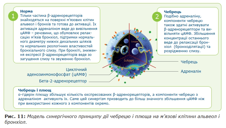 Модель синергічного принципу дії чебрецю і плюща на м’язові клітини альвеол і  бронхіол.