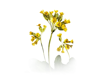 primula-veris