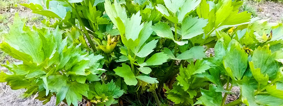 Die Liebstöckelstaude kann bis zu zwei Meter hoch werden.