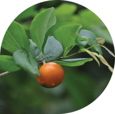 Грудошник горький