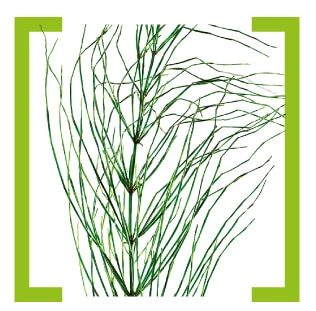 Хвощ полевой (Equisetum arvense)