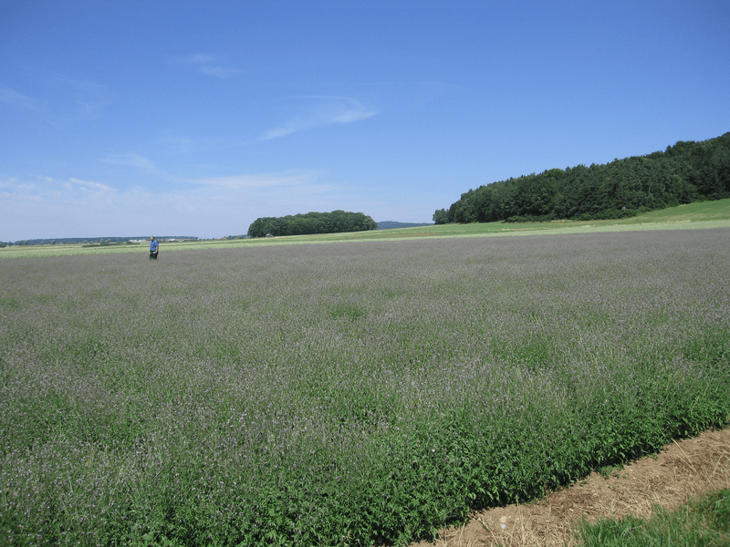 Anbau von Eisenkraut