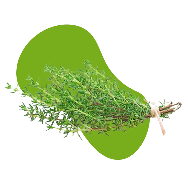 Bild von Thymian auf grünem Hintergrund