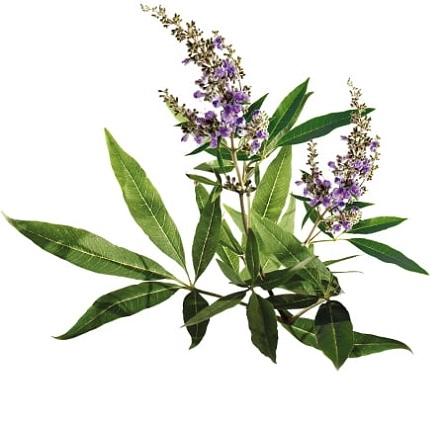 Прутняк обыкновенный