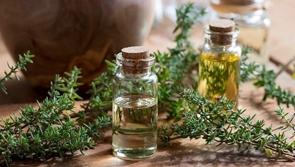 Profilul farmacologic al Cimbrului (Thymus vulgaris)