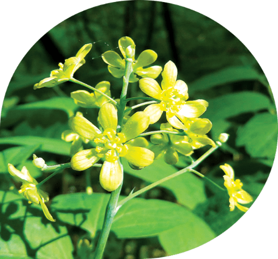 Стеблелист василистниковидный