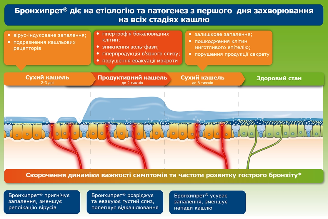 стадії кашлю
